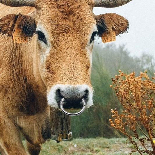 Bull Nose Ring Carbon Steel Traction Tool